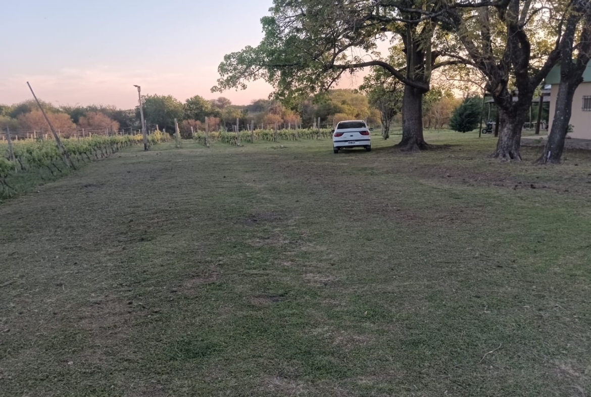 🍇 Venta de Campo con Viñedos en Colonia Rivadavia – Entre Ríos