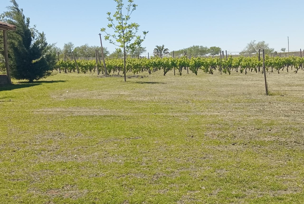 🍇 Venta de Campo con Viñedos en Colonia Rivadavia – Entre Ríos