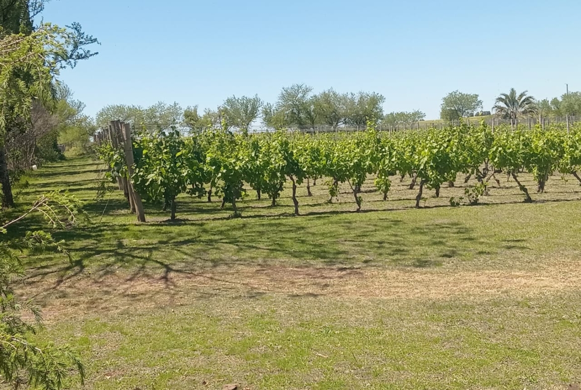 🍇 Venta de Campo con Viñedos en Colonia Rivadavia – Entre Ríos
